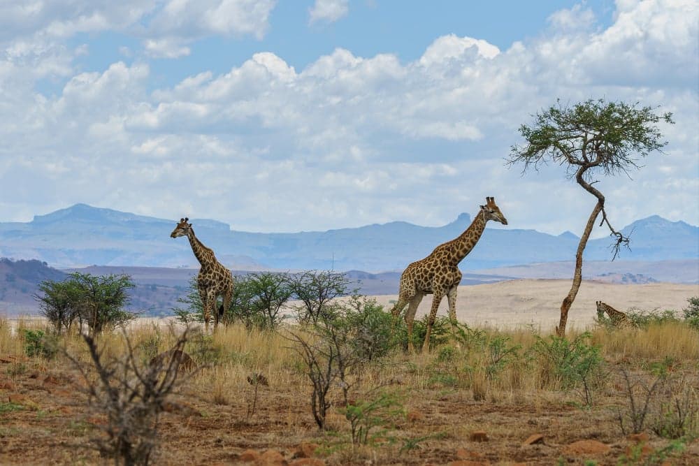 South Africa Study Holiday